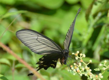 [Image] Participation in projects to attract the city's official butterfly, the Swallowtail (Byasa alcinous)